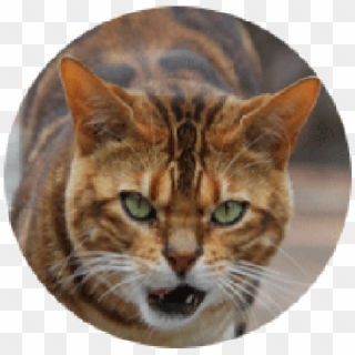Tiger Head Png - Domestic Short-haired Cat Clipart