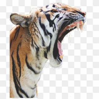 #mq #tiger #tigers #head #angry #wild - Cool Looking Animals Clipart