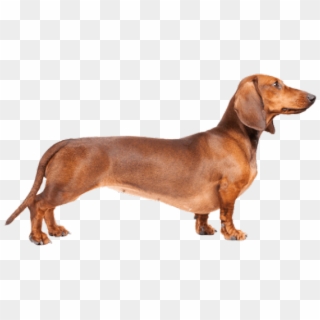 Dachshund Clipart Transparent - Weiner Dog Transparent Background - Png Download