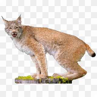 Lynx Clipart