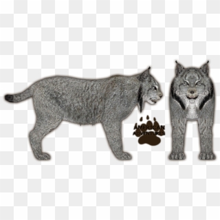 Lynx Png Clipart