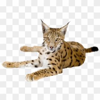 Lynx Png Pic Clipart