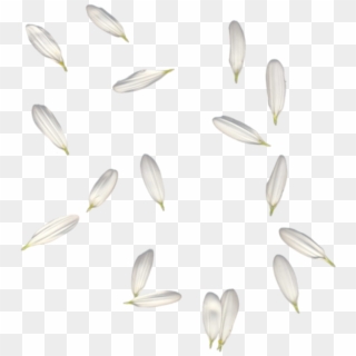#petals #white #falling #freetoedit - Белые Лепестки Пнг Clipart