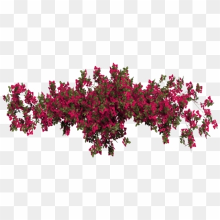 Flower Floral Garden Red Plants Plant Hanging Beautiful - Bougainvillea Photoshop Clipart