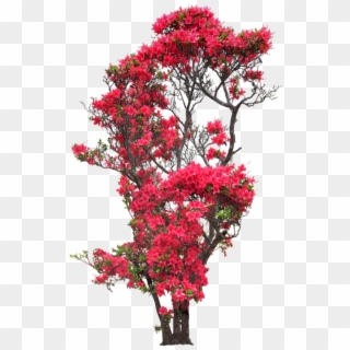 Gifs Fleurs - Rose Flower Tree Png Clipart