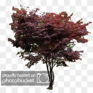 Japanese Maple Png - Swamp Maple Clipart