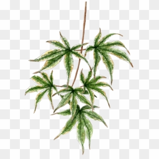 Japanese Maple Branch Clipart