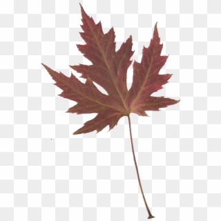 Japanese Maple Cliparts - Png Download
