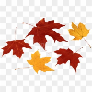 Free Png Download Fall Leaves Clipart Png Photo Png Transparent Png