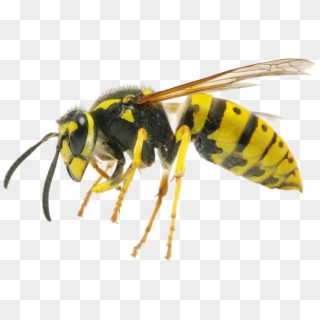 Yellow Jacket Wasps Clipart