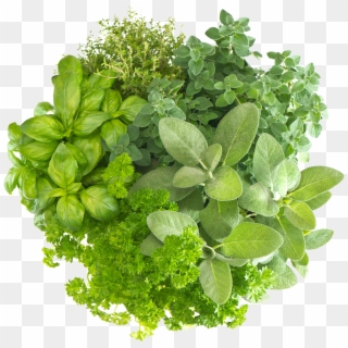 Herb Free Download Png - Fresh Herbs Clipart