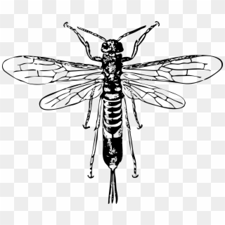 Wasp Clipart Marvel - Black And White Wasp Queen - Png Download