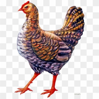 Chicken Clipart - Курица Рисунок Пнг - Png Download