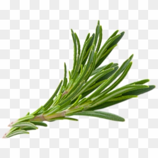 Hair Herb Thymes Rosemary Herbs Download Free Image - Fresh Rosemary Png Clipart