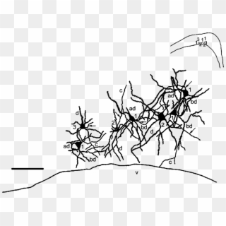 Camera Lucida Drawing Of The Neurons Of The Ci - Line Art Clipart