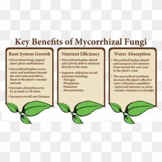 Key Benefits 3 Columns Clear 20170523 - Key Benefits Of Mycorrhizal Fungi Clipart