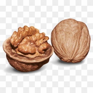 Walnut Png Image Clipart