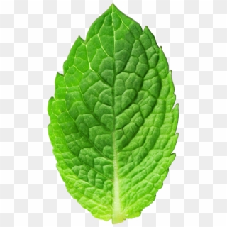 Transparent Clipart - Png Download