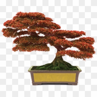 Bonsai With Red Leaves - Conyers Monastery Bonsai Clipart