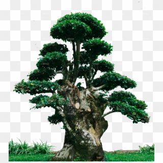 Bonsai Png - Cypress Family Clipart