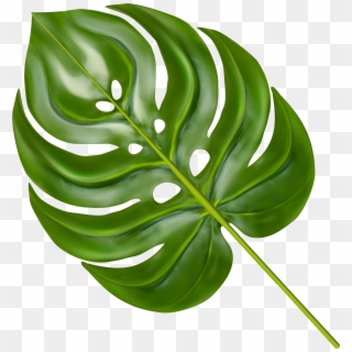 Transparent Leaves Monstera Clipart