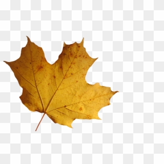 Leaf Transparent Background - Maple Leaf Clipart
