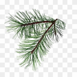 600 X 544 4 - Pine Tree Branch Tattoo Clipart
