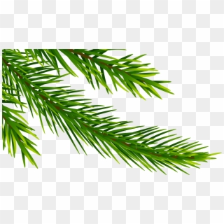 View Full Size - White Pine Clipart