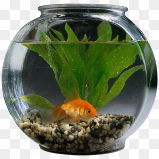 Fishbowl Photo Png Free Clipart