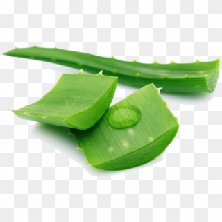 Aloe Png Pic Clipart