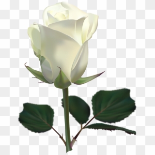 White Rose Images Download Clipart