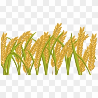 1400 X 980 5 - Rice Field Png Clipart