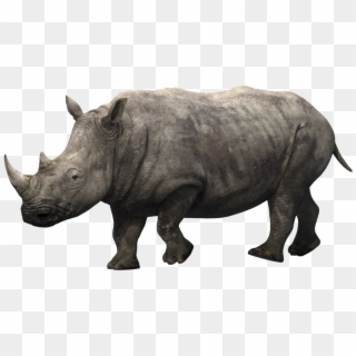 Rhino Without A Horn Animation Clipart