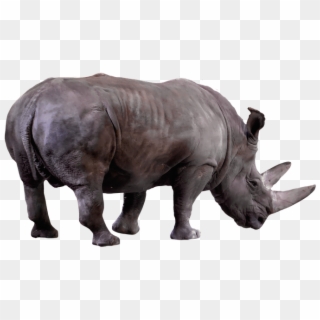 Animal, Wild Animal, Rhino, Africa, Animal World, Horn - Black Rhinoceros Clipart