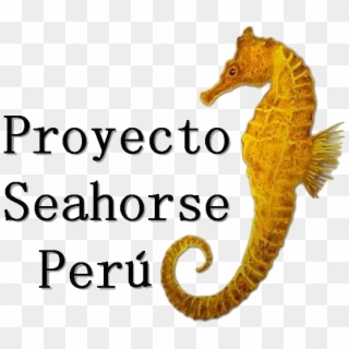 Seahorse Clipart