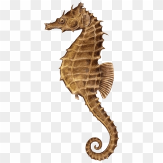 Free Png Download Seahorse Illustration Png Images - Seahorses Png Clipart