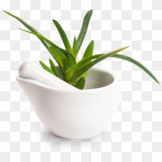 Aloe Vera Is A Plant That Maybe You Even Grow At Home - Aloe Vera Clipart