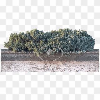 Tree Texture Png - Jumping Cholla Clipart