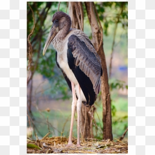 The Thinker - Marabou Stork Clipart
