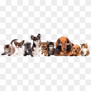 Pets Png - Group Of Different Puppies Clipart