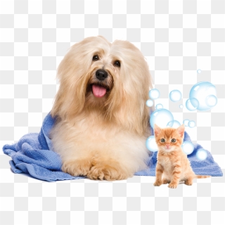 Pets Png - Pet Wash Clipart