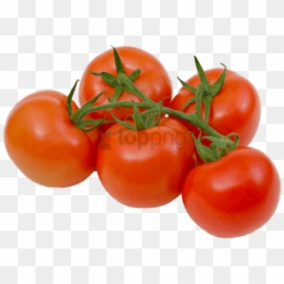 Free Png Download Tomatoes On The Vine Transparent - Tomato On The Vine Png Clipart