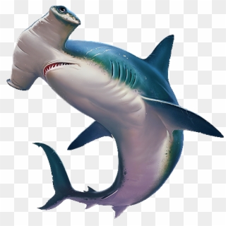Why Is A Thresher Shark's Tail So Long And What's A - Tiger Shark Clipart