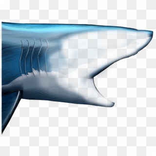 Unlike Most Animals, A Shark's Upper Jaw Is Not Firmly - Spinner Dolphin Clipart