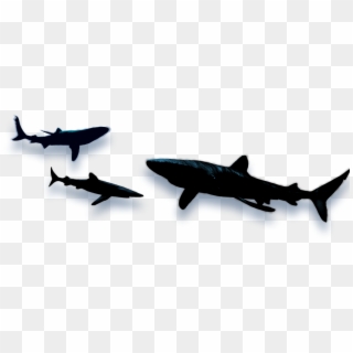 Shark Shadow Images - Shark Shadow Png Clipart