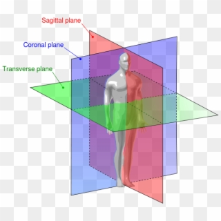 Human Anatomy Planes - Plan Sagittal Frontal Et Transversal Clipart 