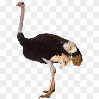 Ostrich Standing - Ostrich Transparent Clipart
