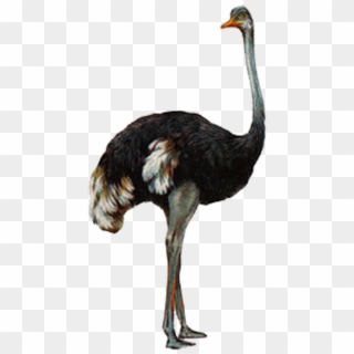 Ostrich Transparent Image - Đà Điểu Png Clipart