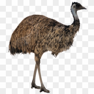 Ostrich Png High-quality Image - Ostrich Png Clipart