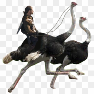 Deleted Ostrich Riding Scene Clipart
